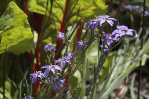 Sisyrinchium bellum