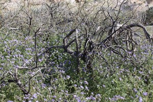 Twigs with Phacelia distans