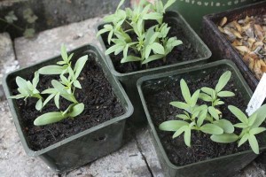 Two week old seedlings of bladderpod Isomeris arborea