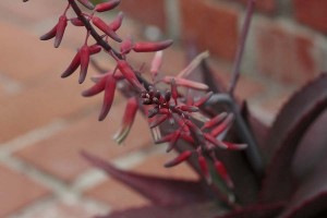 Unknown aloe or aloe hybrid