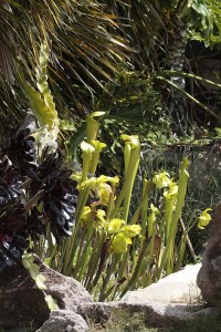 Upper bog with blooming sarracenia
