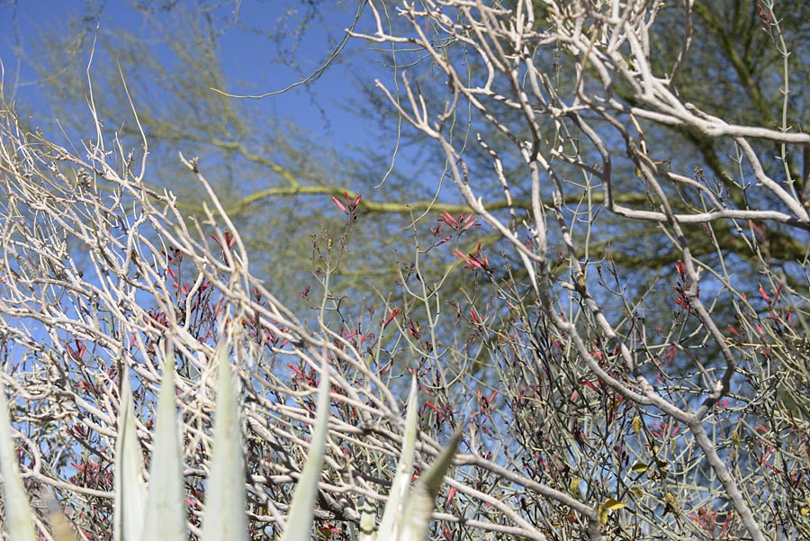 Vegetation textues at ABDSP