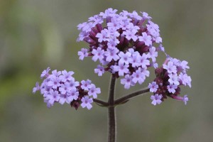 Verbena bonariensis