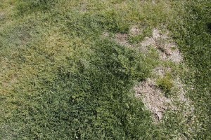 my diverse lawn